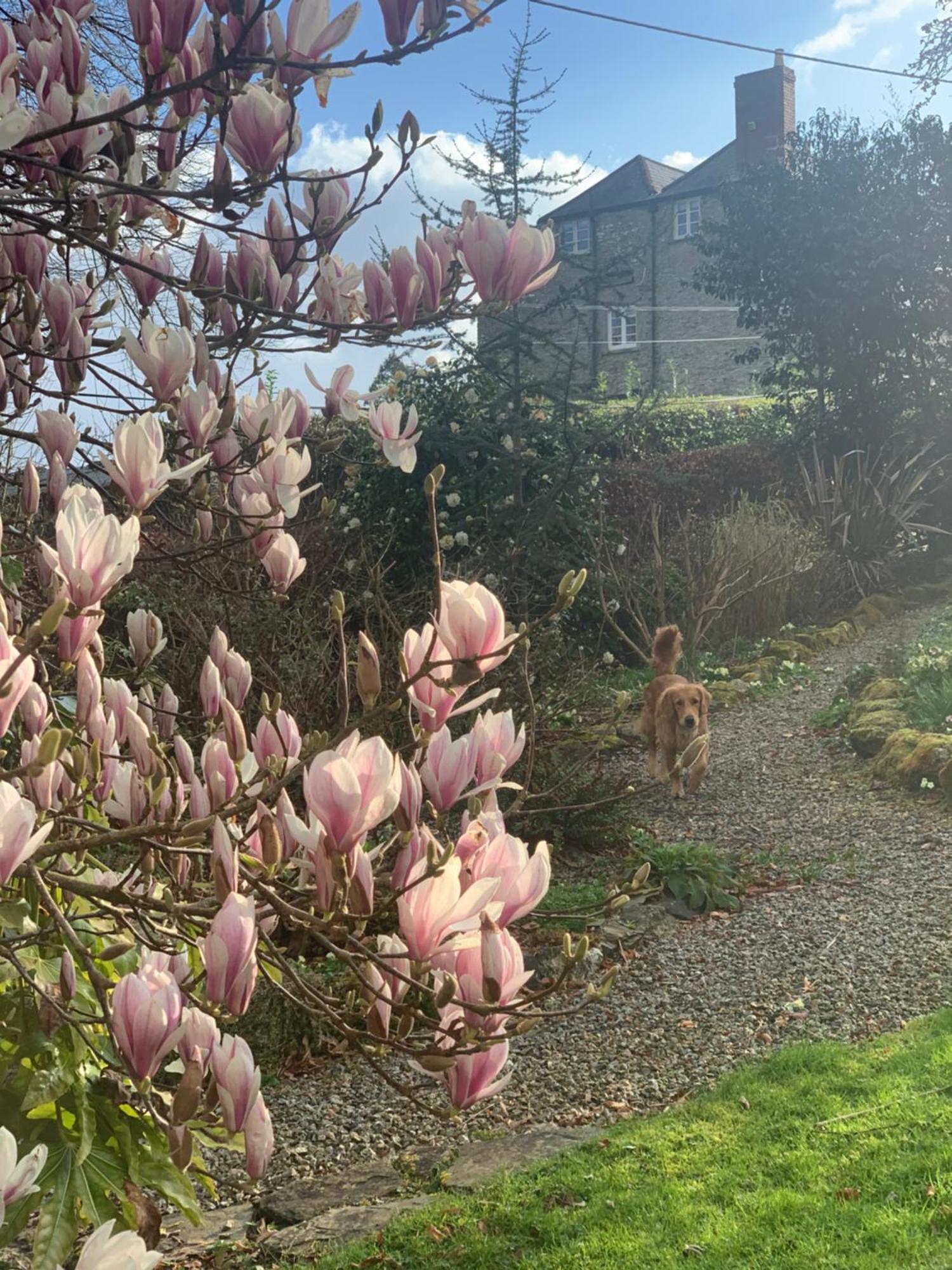 פלימות' Maristow Cottages, Overlook Tamar Valley Dartmoor מראה חיצוני תמונה